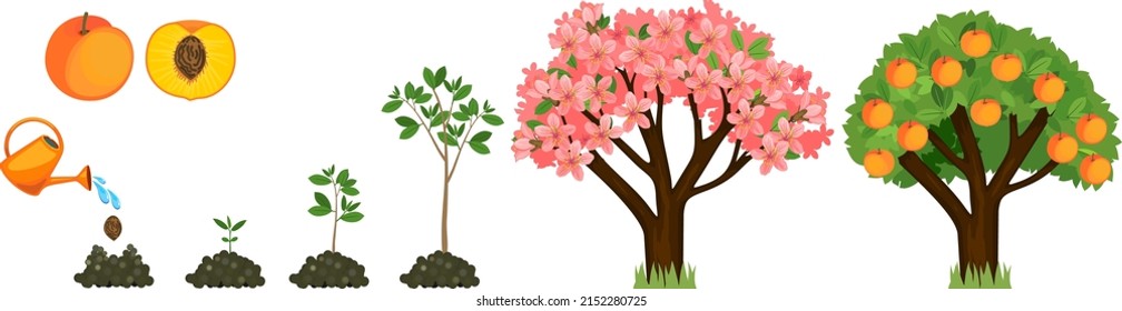 Life Cycle Peach Tree Isolated On Stock Vector (Royalty Free ...