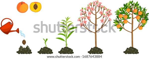 白い背景に桃の木のライフサイクル 種から桃の木に成長する植物で 熟した果実をつける のベクター画像素材 ロイヤリティフリー