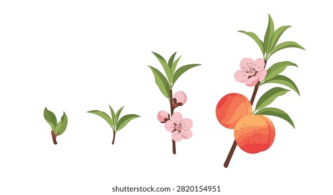 Life cycle of a peach tree (Prunus persica) showing biological development stages from a young sprout and leaf growth to pink flower blossoms and final ripe orange fruit on a branch.
