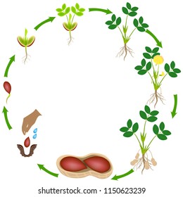 Life cycle of a peanut plant on a white background.