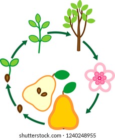 Life cycle of pear tree