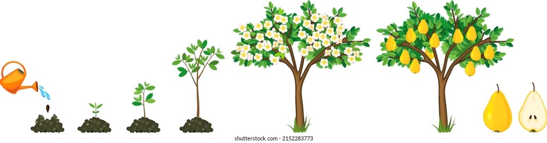 Life cycle of pear tree isolated on white background. Plant growing from seed to pear tree with ripe yellow fruits