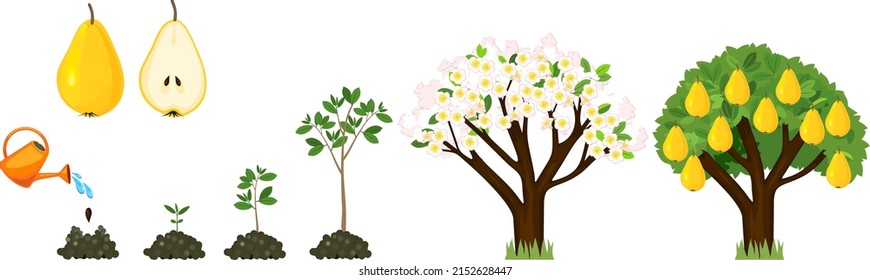 Life cycle of pear tree isolated on white background. Plant growing from seed to pear tree with ripe yellow fruits