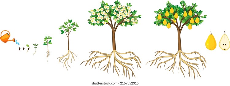 Life cycle of pear tree isolated on white background. Plant growing from seed to pear tree with ripe yellow fruits and root system