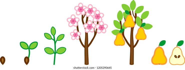 Life cycle of pear tree. Plant growth stage from seed to tree with fruits