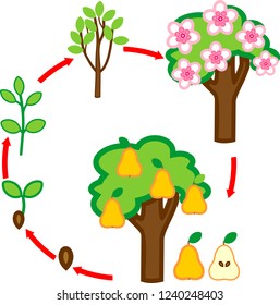 Life cycle of pear tree. Plant growth stage from seed to tree with fruits
