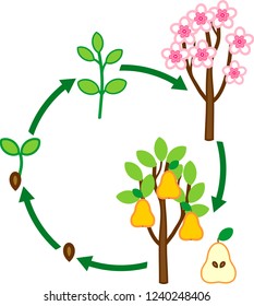 Life cycle of pear tree. Plant growth stage from seed to tree with fruits