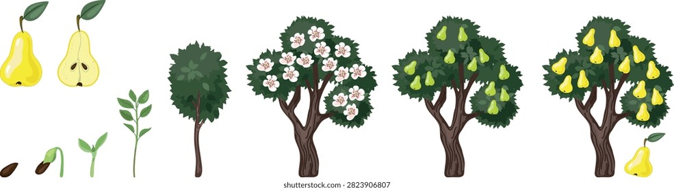 Life cycle of pear tree (Pyrus communis). Stages of growth from seed and sprout to adult plant with ripe fruits