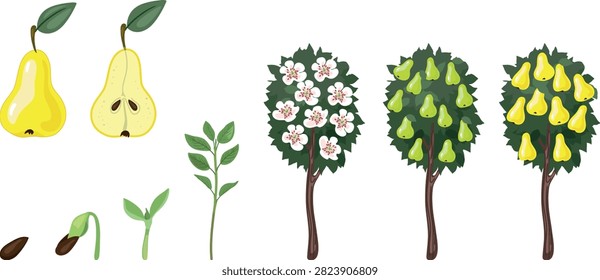 Life cycle of pear tree (Pyrus communis). Stages of growth from seed and sprout to adult plant with ripe fruits