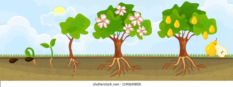 1,502,420 Fruits And Seeds Images, Stock Photos & Vectors | Shutterstock