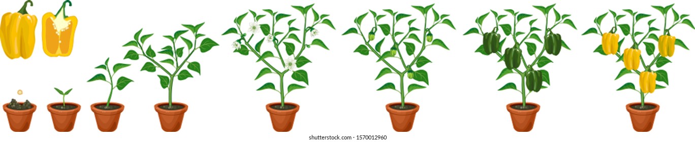 Life cycle of pepper plant. Growth stages from seed to flowering and fruiting plant with ripe yellow peppers isolated on white background