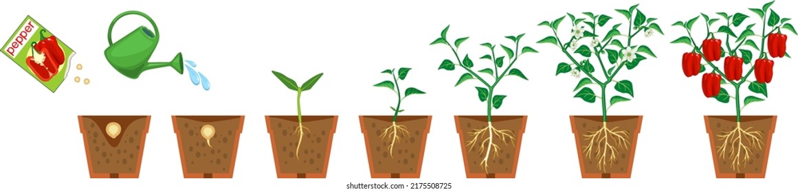 Life cycle of pepper plant. Growth stages from seeding to flowering and fruiting plant with root system in flower pot isolated on white background