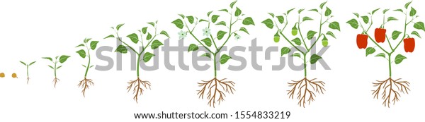 Life Cycle Pepper Plant Growth Stages Stock Vector (Royalty Free ...