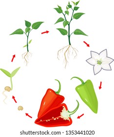 Life cycle of pepper plant. Stages of growth from seed and sprout to adult plant and ripe red fruit isolated on white background