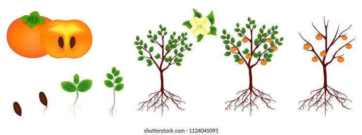 Life cycle of a persimmon on a white background.