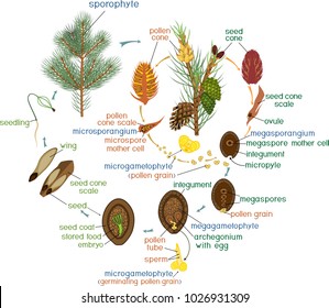 Life Cycle of Pine Tree: reproduction of gymnosperms with titles