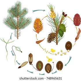 Life Cycle of Pine Tree: reproduction of gymnosperms