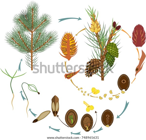 Life Cycle Pine Tree Reproduction Gymnosperms Stock Vector (Royalty ...