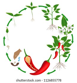 Life cycle of a plant of chili peppers on a white background.