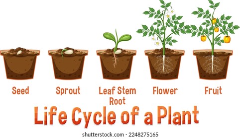 Life cycle of a plant diagram illustration
