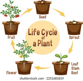 Life cycle of a plant diagram illustration