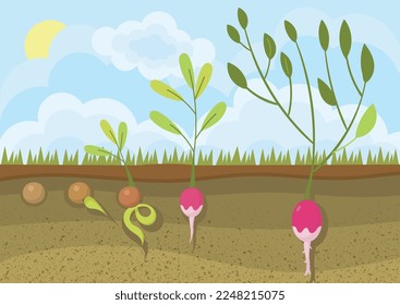 Life cycle of plant. Ecology, botany and biology. Poster or banner for website, growth stages of plants, trees and flowers. Qualitative soil, summer and spring season. Cartoon flat vector illustration