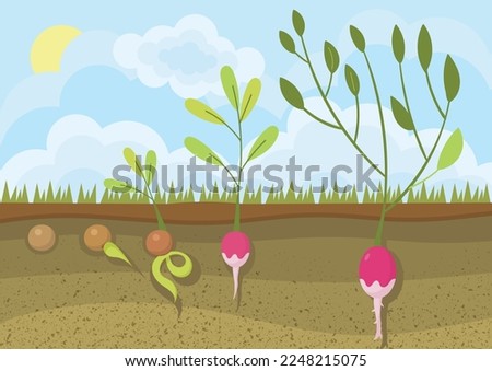 Life cycle of plant. Ecology, botany and biology. Poster or banner for website, growth stages of plants, trees and flowers. Qualitative soil, summer and spring season. Cartoon flat vector illustration Foto d'archivio © 