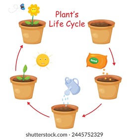 Life cycle of plant in flower pot