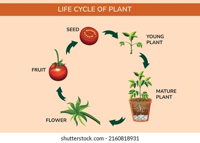 902 Plant life cycle diagram Images, Stock Photos & Vectors | Shutterstock