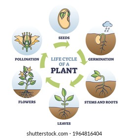 Life Cycle Of Plant With Seeds Growth In Biological Labeled Outline Diagram. Educational Flower Agriculture Development With Germination And Pollination Stages In Round Scheme Vector Illustration.