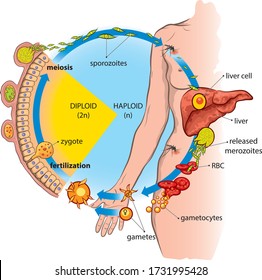 Life Cycle Of Plasmodium (causative Agent Of Malaria).