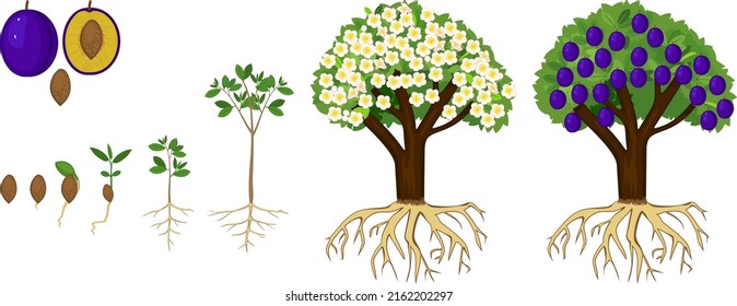Life cycle of plum tree isolated on white background. Plant growing from seed to plum tree with ripe blue fruits and root system