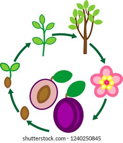Life cycle of plum tree. Plant growth stage