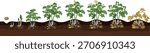 Life cycle of potato plant development from planting the tuber and sprouting to harvesting. Growth stages (phenophases) of potato plant isolated on white background	