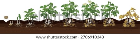 Life cycle of potato plant development from planting the tuber and sprouting to harvesting. Growth stages (phenophases) of potato plant isolated on white background	