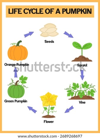 Life cycle of a pumpkin diagram poster for kids