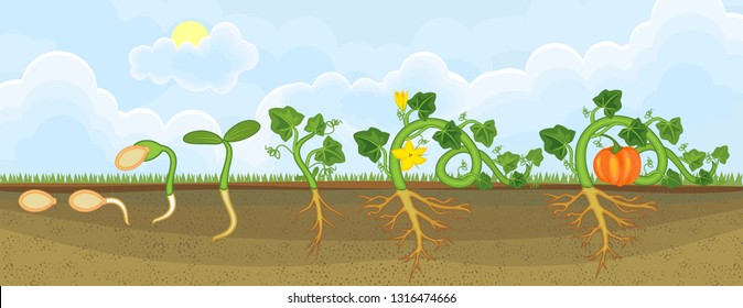 Life cycle of pumpkin plant. Growth stages from seeding to flowering and fruit-bearing pumpkin plant