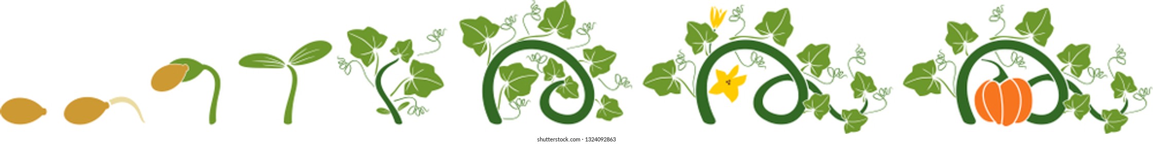 Life cycle of pumpkin plant. Growth stages from seeding to flowering and fruit-bearing pumpkin plant