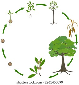 Life cycle of a quercus austrocochinchinensis tree on a white background.