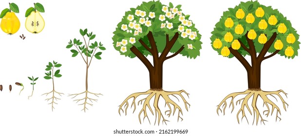 Life cycle of quince tree isolated on white background. Plant growing from seed to quince tree with ripe yellow fruits with root system
