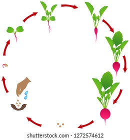 Life cycle of radish plant on a white background.