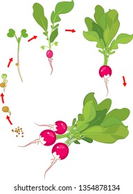 Life cycle of radish plant. Stages of radish growth from seed and sprout to harvest