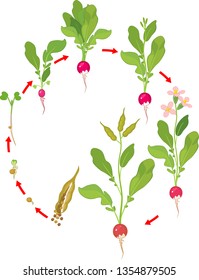 Life cycle of radish plant. Stages of radish growth from seed and sprout to flowering and fruit-bearing plant