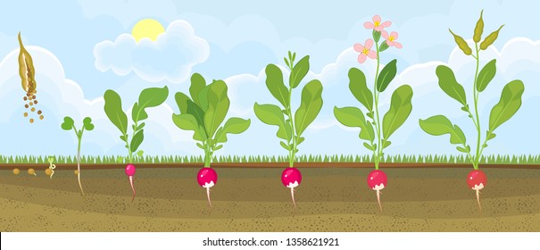 Life cycle of radish plant. Stages of radish growth from seed and sprout to flowering and fruit-bearing plant