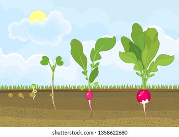 Life cycle of radish plant. Stages of radish growth from seed and sprout to harvest