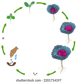 Life cycle of a red cabbage plant on a white background.