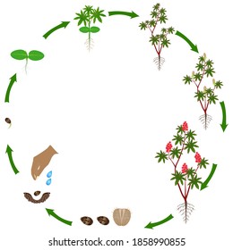 Life cycle of red castor plant on a white background.