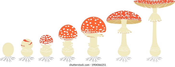 Lebenszyklus von rotem Fliegenpilz. Stadien der Fliegenagarik (Amanita muscaria) fruchtige Körperreife einzeln auf weißem Hintergrund