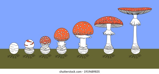 Ciclo de vida de hongos agaric de mosca roja. Etapas de las maduras del cuerpo de la mosca agaric (Amanita muscaria)