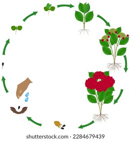 Life cycle of red hydrangea plant on a white background.